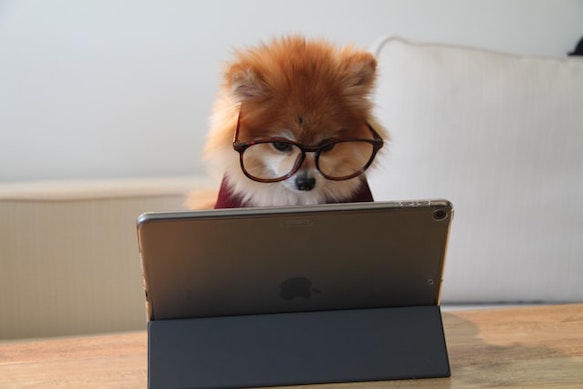 dog looking at a computer trying to get a loan