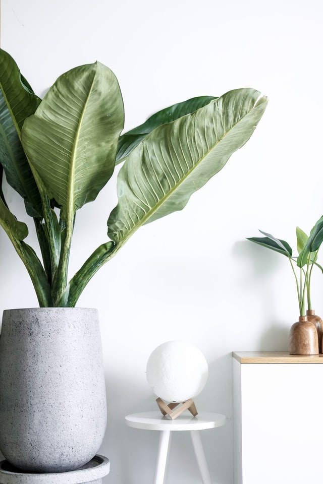 plants as a Holiday House Warming gift ideas