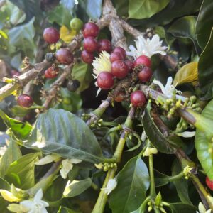 Coffee Beans on a tree