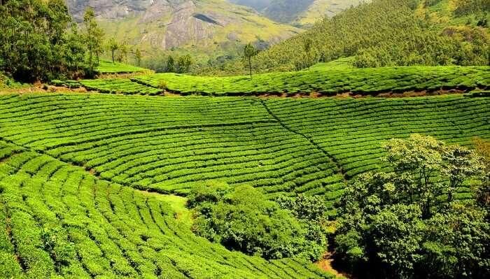 Tea Valley Plantations of Malaysia