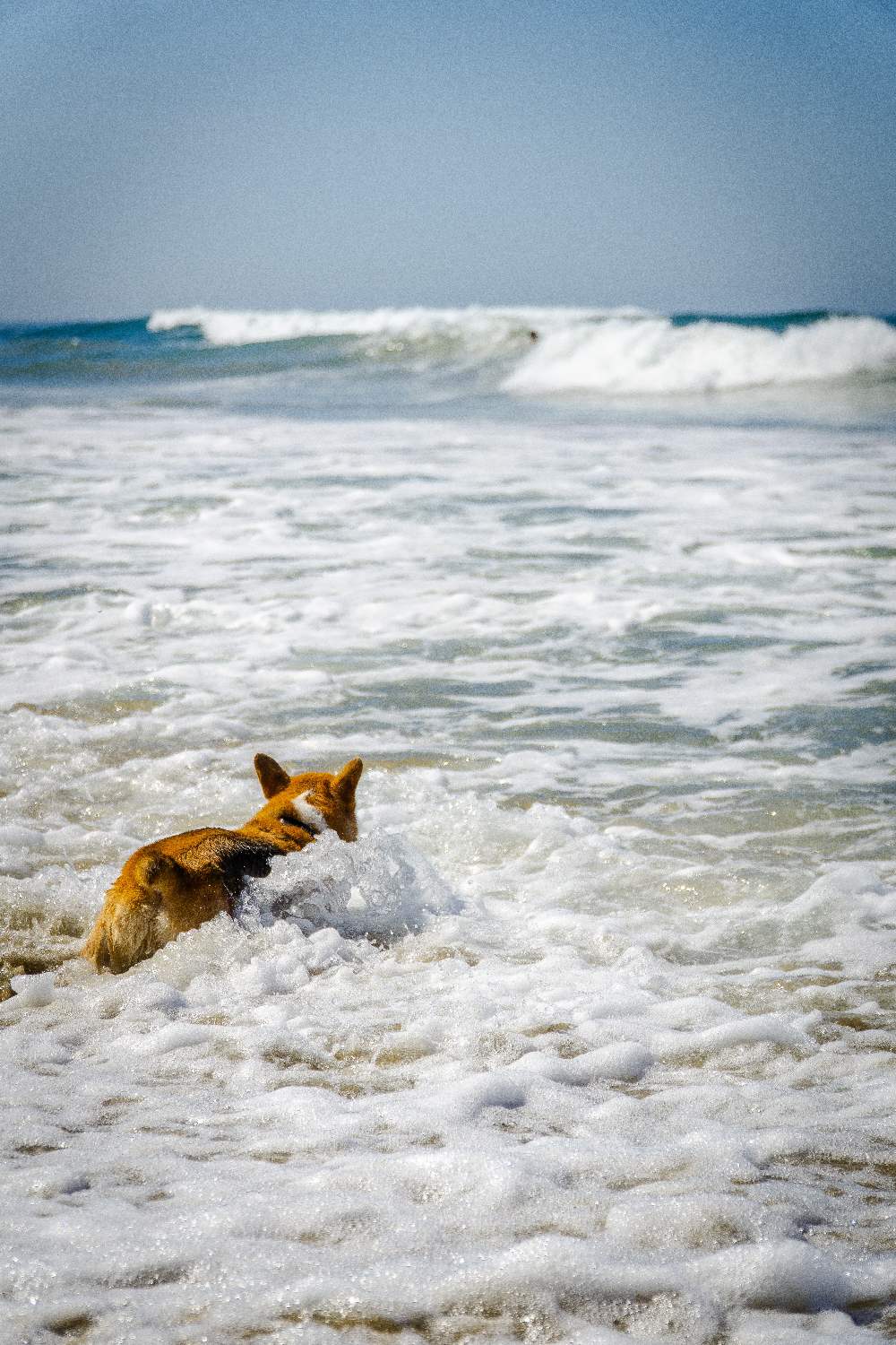 Dog swimming in the sea