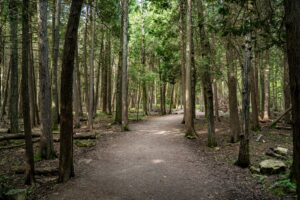 View of trail at Bruce Peninsula National Park