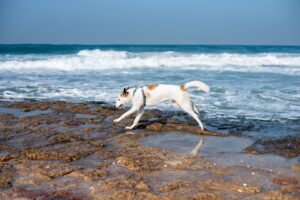 dog running on the beach side
