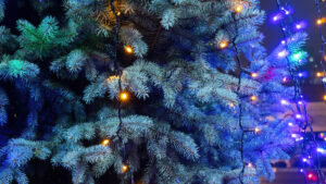 christmas-tree-with-lights