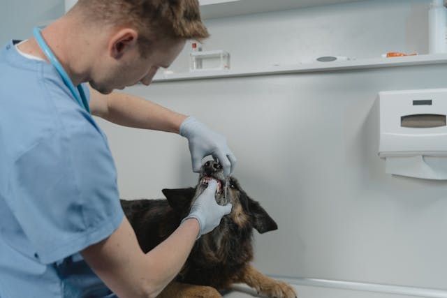 Veterinarian examining  dog’s mouth 