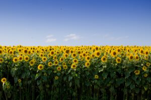  beautiful-sunflower-field