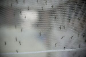 netting