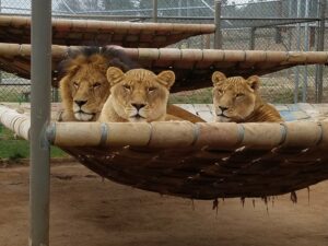Lions