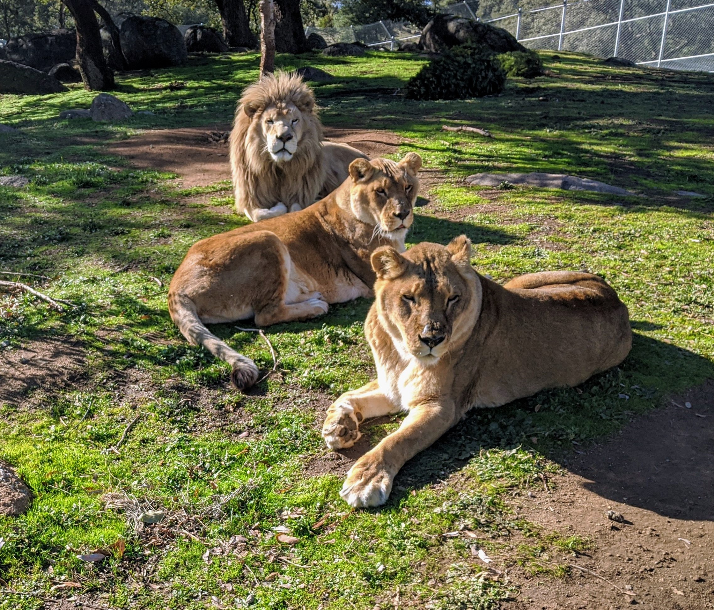 Group of lions