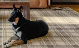 Black dog sitting alone
