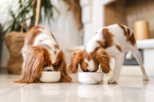 Two puppies eating