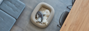 two cute puppies sleeping